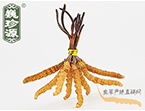 xĲ2.2l/ ڲ x؛r286Ԫ/