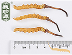 xĲ2l/ ^ڲ x؛r350Ԫ/